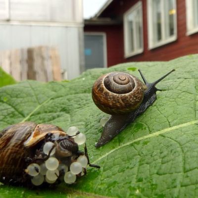 Lehtokotilot liikkeellä
