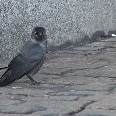 Naakka.