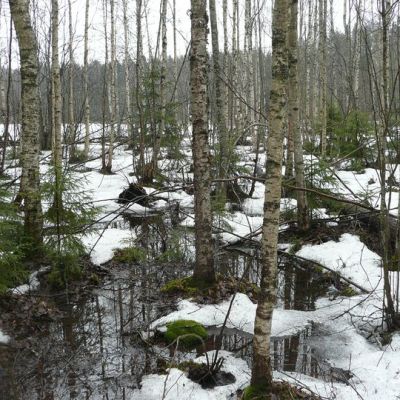 Metsäpuutarha Tesomajärven rannassa.