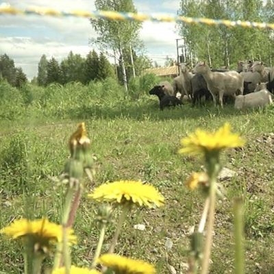 Lampaat laiduntamassa