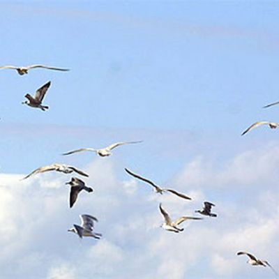 Naurulokit liitelevät taivaalla