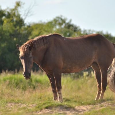 Hevonen Ounasjoen Lietesaaressa 24.7.2014