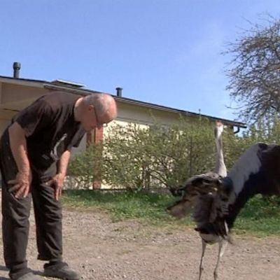 Lintuharrastaja Jouko Alhainen ja Kooka-kurki tanssimassa.