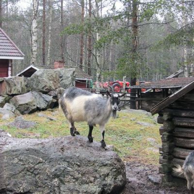 Kuvassa vuohia kotieläinpuistossa