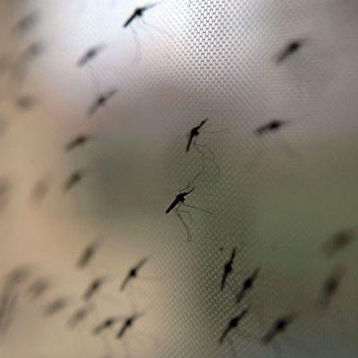 Hyttysiä, jotka kuuluvat Anophelinae-alaheimoon, käyskentelevät hyttysverkon pinnalla ICIPE:n tutkimusasemalla Kenian Nairobissa.