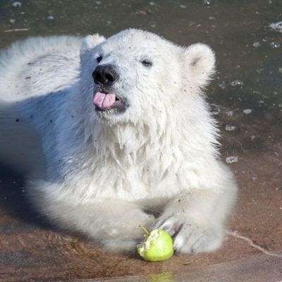 Jääkarhun pentu syö