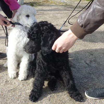 Valkoinen ja musta villakoira ihmisten jalkojen juuressa.