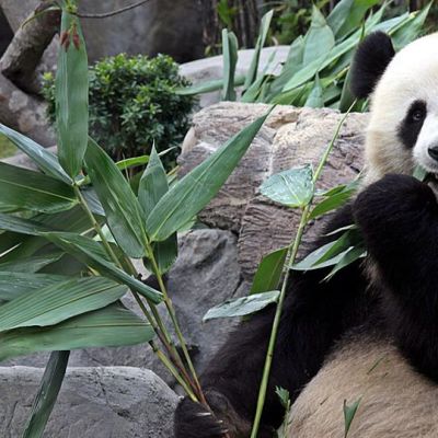 Panda syö bambua eläintarhassa.