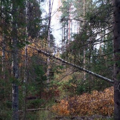 Myrskyn kaatama koivu makaa sähkölinjalla metsän siimeksessä Liperissä.