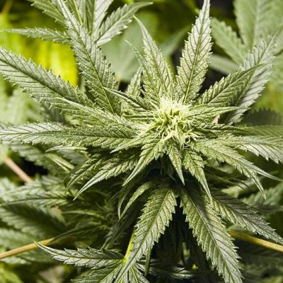Marihuana-kasvi