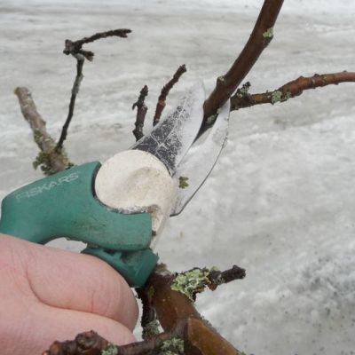 Oikeaoppinen omenapuun leikkauskulma.