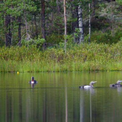 Kaakkurit Ruokolahden Hauklapissa