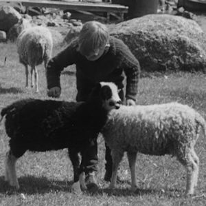 Poika silittää lampaita vuonna 1964
