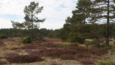 Ljungmark på Örö