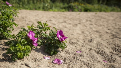 Vresros med lila blommor växer i sanden.