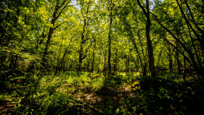 En skog en solig sommardag.