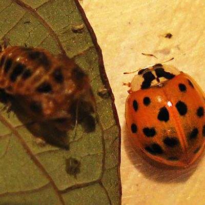 Harlekiinileppäpirkko