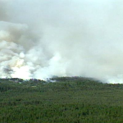 metsäpalo