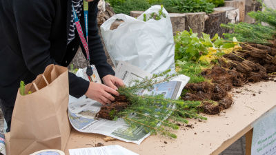 På ett bord ligger trädplantor i olika slag och någon lindar in granplantor i tidningspapper.