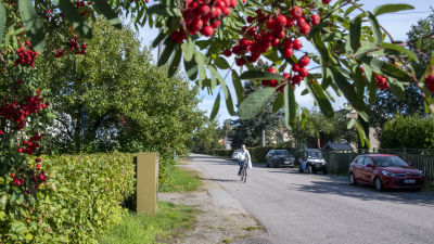 En person cyklar fram längs en lugn väg kantad av småhus i Borgå.