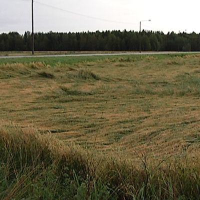 lakoontunutta viljaa