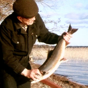 Uhanalainen saimaannieriä