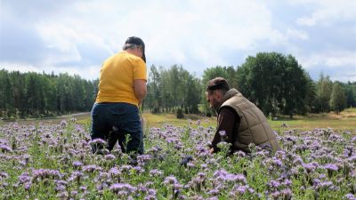 En kvinna och en man som står mitt i en äng och tittar närmare på blommorna och pollinerarna.
