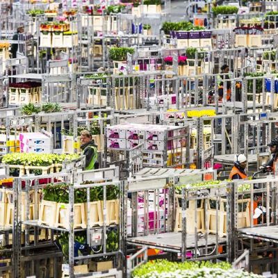 Leikkokukkia FloraHolland-kukkahuutokaupassa Aalmeerissa, Hollannissa, tammikuussa 2015.
