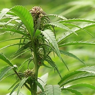 Kannabiskasvi.