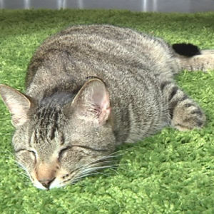 Kuvassa yksi sosiaalisen median kuuluisimmista kissoista, Oskar the Blind Cat USA:n Seattlesta