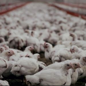 Kycklingar vandrar på en farm. (Bilden är från dokumentären Vem fixar biffen?)