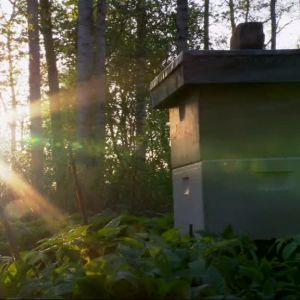 ett bisamhälle i solnedgång