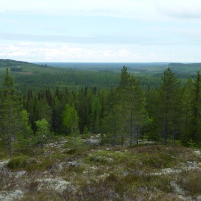Kainuulaista metsämaisemaa