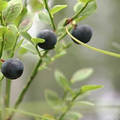 Mustikoita metsässä