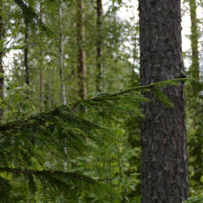 Yhteismetsä.