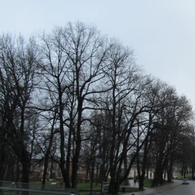 Turun tuomiokirkko ja joulukuusi.