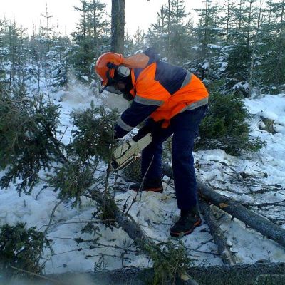 Esko pulliainen moottorisahalla karsii kuusta.