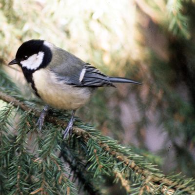 Talitiainen puussa.