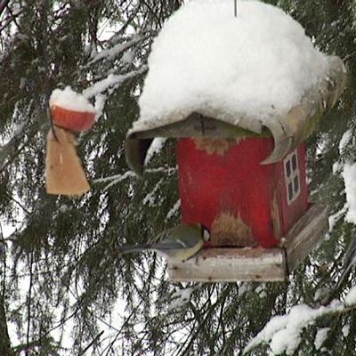 Talitiaisia ruokailemassa lintulaudalla.