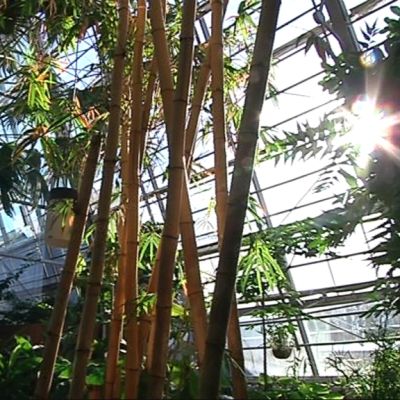 Gardeniassa oli kesä talvellakin.