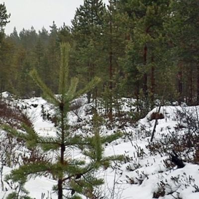 Oululaista mäntymetsää.
