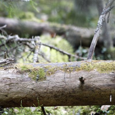 Kaatuneita puita metsässä.