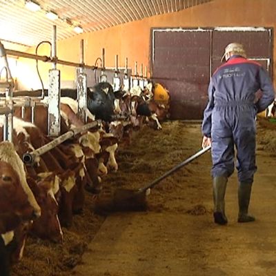 Kuvassa lehmiä ja navetassa työskentelevä viljelijä