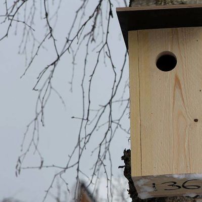 Linnunpönttö puussa.