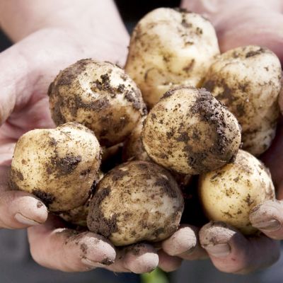 Varhaisperunasatoa maanviljelijän käsissä. "Tutkimuksen mukaan täysin kotimaisia elintarvikkeita ei ole, koska ruoan valmistus vaatii aina jotakin ulkomailta tuotua."