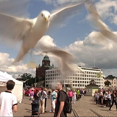 kauppatori, lokki, merilokki, lintu, lokkisota