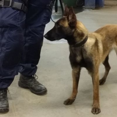 Riesa on vasta vuoden ja kaksi kuukautta vanha belgianpaimenkoira.