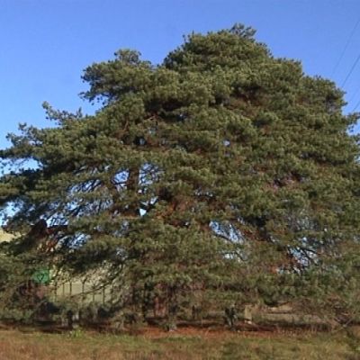 Keisarinmänty Hämeenlinnassa