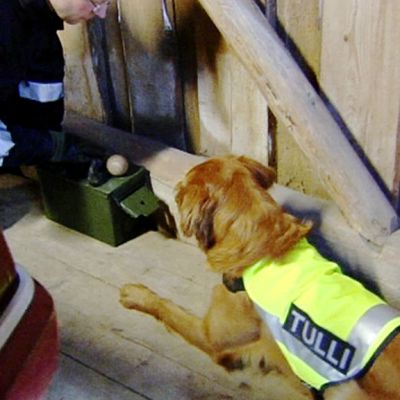 koira haistelee laatikkoa