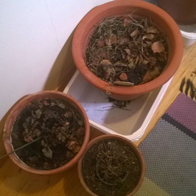 Talvehtineita kukkia purkeissa odottamassa kevättä.